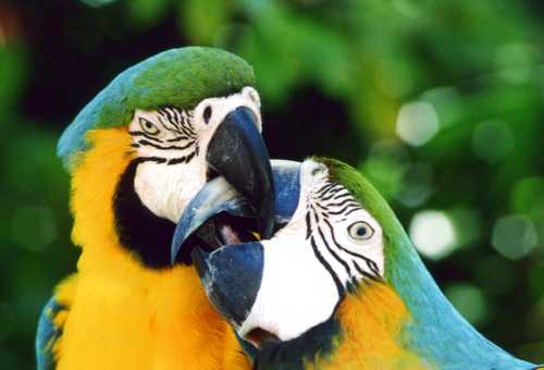PARROTS A
